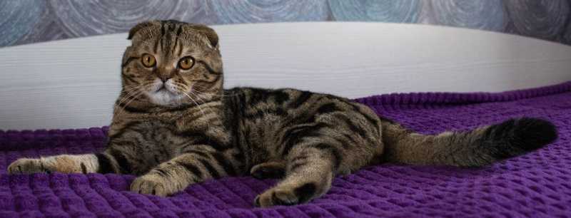 День кота 