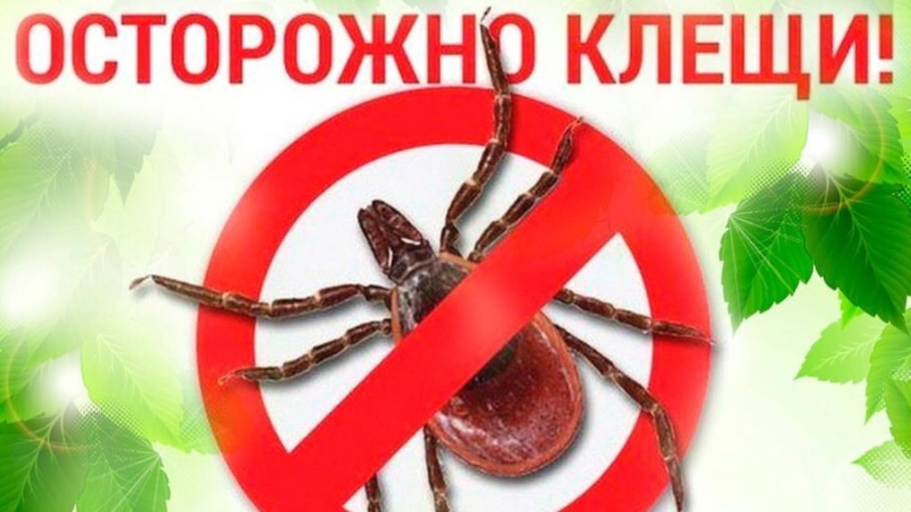 Осторожно, клещи!